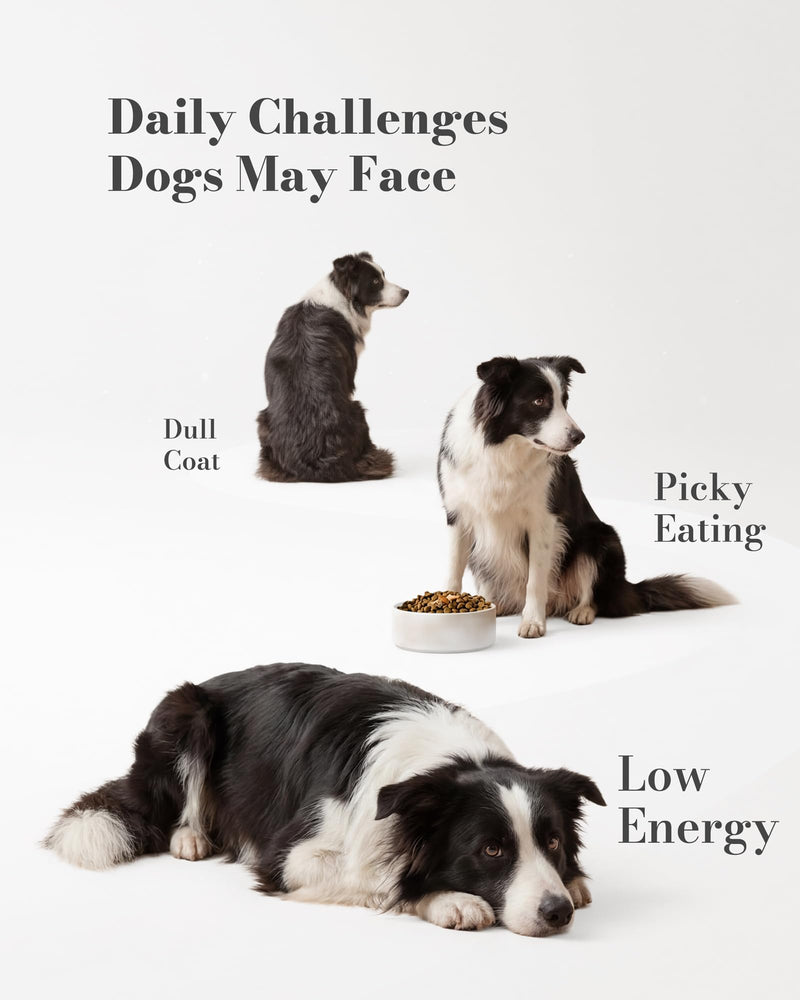 5-in-1 Advanced Multivitamin for Dogs - Daily Dog Vitamins with 1 Billion Probiotics, CoQ10, Lutein & Omega 3 - Skin, Coat, Heart, Eye & Gut Health Supplement - 120 Chews Chicken