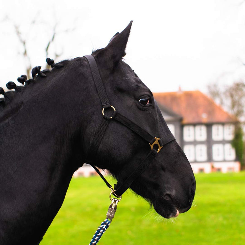 Halter for horses warmblood, thoroughbred, coldblood - stable halter, pasture halter, 2-way adjustable on chin strap and headpiece, safe & tear-resistant (black, thoroughbred (cob)) black thoroughbred (cob)