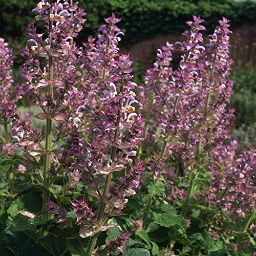 Blend Essential Oil - BeesActive Australia