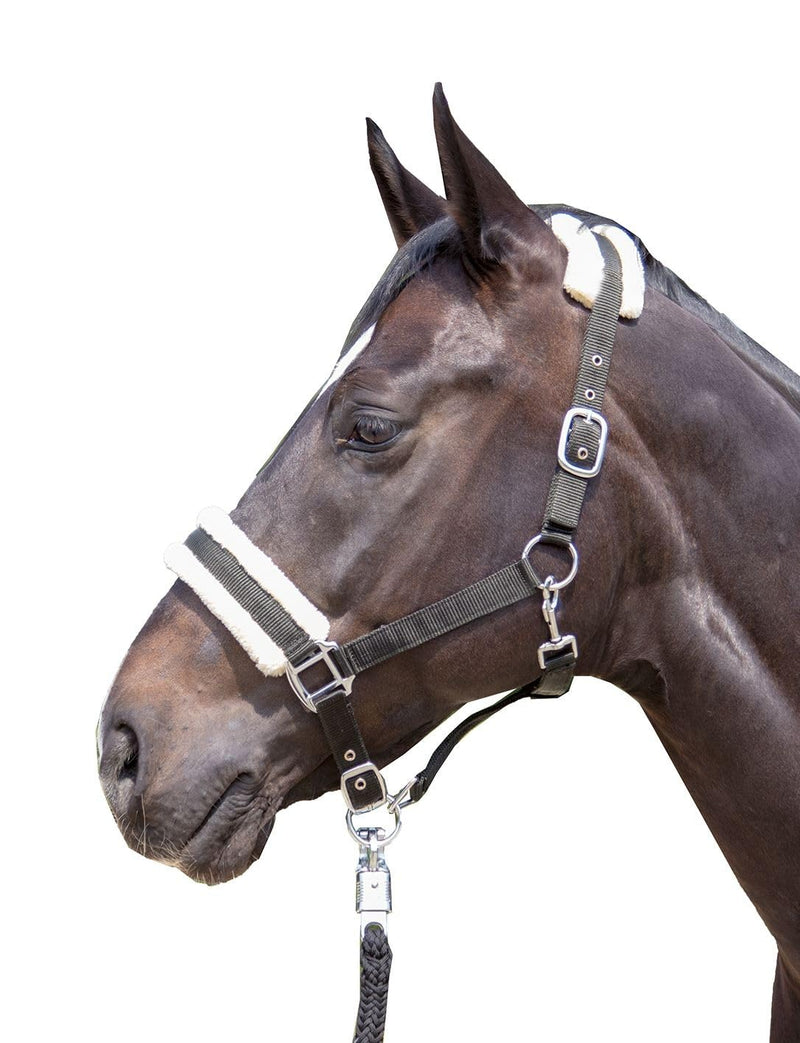 Lot Halter-11796 wine red warmblood