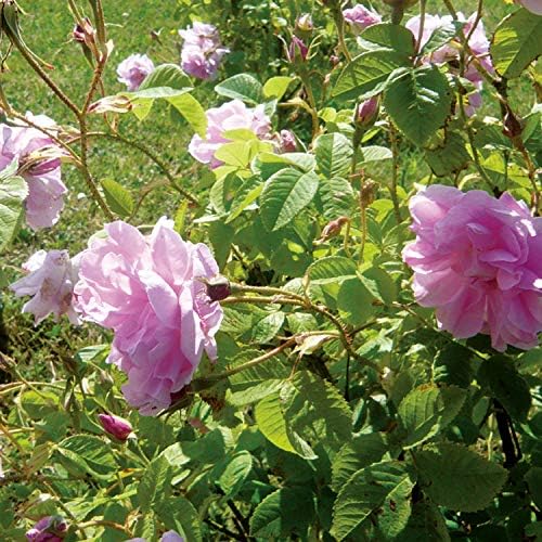Blend Essential Oil - BeesActive Australia