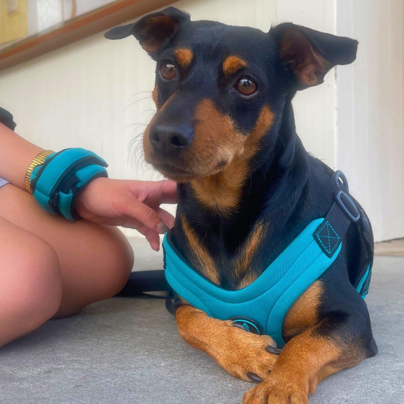 Gooby Neoprene Wrist Band Sport Leash - Turquoise, 6 FT - Comfortable Hands Free Leash with Elastic Band for Small, Medium and Large Dogs Wrist Band-Turquoise 6 Feet - BeesActive Australia