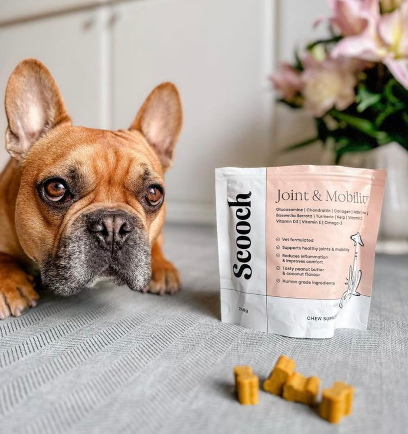 Scooch Joint & Mobility Chews for Dogs with Glucosamine, Chondroitin & MSM | Tasty Chew They Actually Eat, No Fishy Smell | Supports Stiff Hips & Mobility in Senior & Large Breeds | 60 Soft Chews