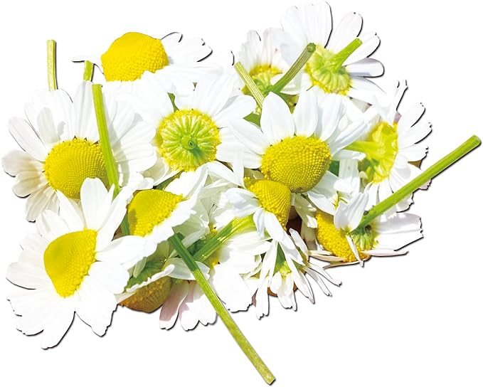 Kushiro Pharmacy Chamomile Extra 0.1 fl oz (2.5 ml) x 10 Packs - BeesActive Australia
