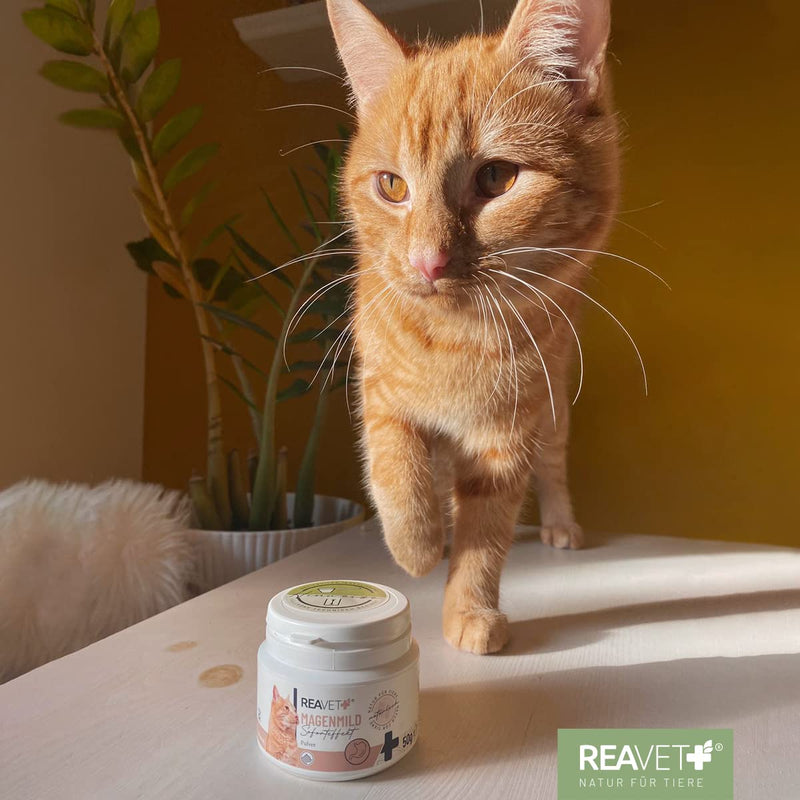 ReaVET stomach mild powder for cats 50g - supports digestion, binds gastric juices and acids, harmonizes gastrointestinal activity, protects the cat's stomach as a natural product - BeesActive Australia