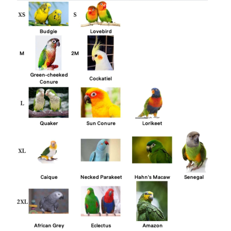 Parrot Neck Collar Pet Anti-bite Picking Feather Healing Protective Neck Cover Collar for Birds Conures Cockatiels Lovebirds Budgies Cockatoos African Grey Random Color (M) M