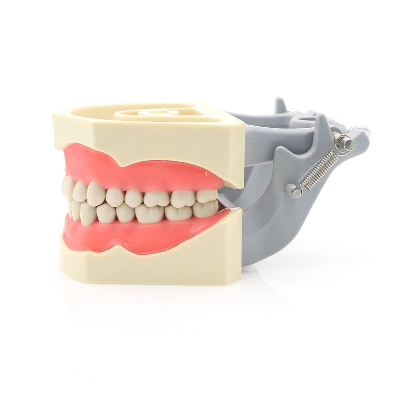 Dental Columbia 860 Type 32 Pcs Removeable Teeth Typodont Exam Restorative Model M8030 (M8030)