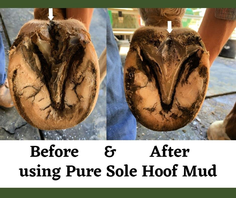 Thrush Treatment for Horses - Pure Sole Hoof Mud - Hoof Clay for Horses - A Horse Hoof Care Product for Thrush, White Line, and Hoof Wall Separation | Use Regularly for A Healthy Hoof. - 16 oz. - BeesActive Australia