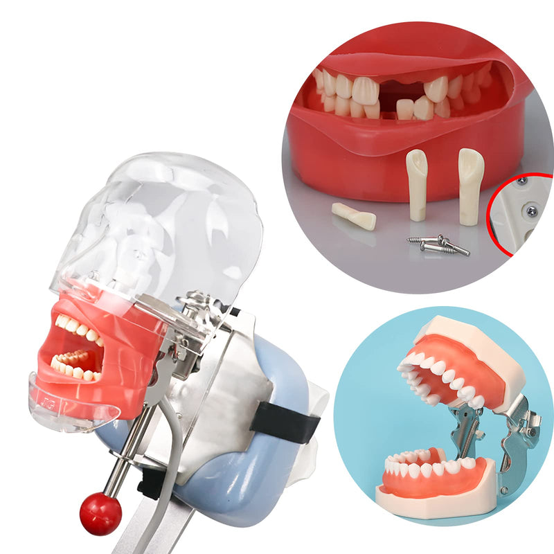 TM-021 Dental Typodont Teeth Model Completely Detachable Teaching Study Tools Typodont Articulated Anatomy Teeth Model 28 Removable Teeth, with a Small Screwdriver TM-021(28 removable teeth) - BeesActive Australia
