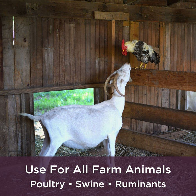 Dr. Connie's Probiotic + Electrolyte for Farm Animals | Supplement to Support A Healthy Gut | Veterinarian Formulated - BeesActive Australia