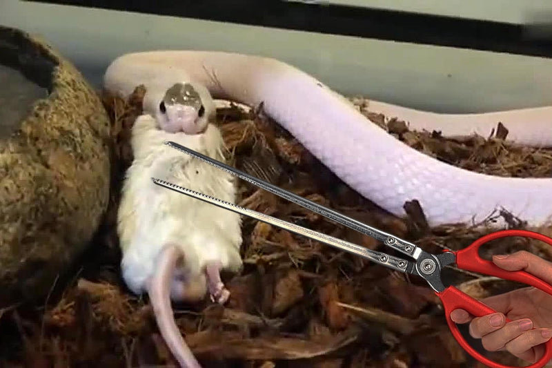 Snake Feeding Tongs, Ball Python Tank Accessories Supplies fit Corn Snakes - PawsPlanet Australia