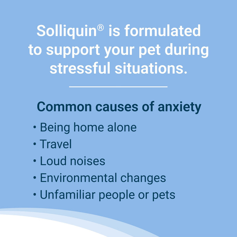 Nutramax Solliquin Calming Behavioral Health Supplement for Large Dogs - with L-Theanine, Magnolia/Phellodendron, and Whey Protein Concentrate, 75 Soft Chews 75 Ct Chew - Dog Only - PawsPlanet Australia