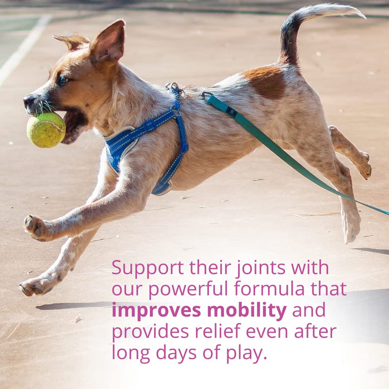 Under the Weather Pet Joint and Hip Powder for Dogs | Vet Formulated Dog Supplements with Glucosamine Antioxidants & Chondroitin for Strong Overall Joint Health | Promotes Good Mobility & Flexibility