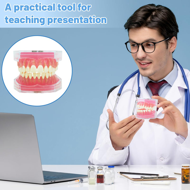 Dental Demonstration Teeth Model with All Removable Teeth, Standard Study Teaching Dental Model Teeth Education and Demo Typodonts Model Ideal for Dental Professionals and Students - BeesActive Australia