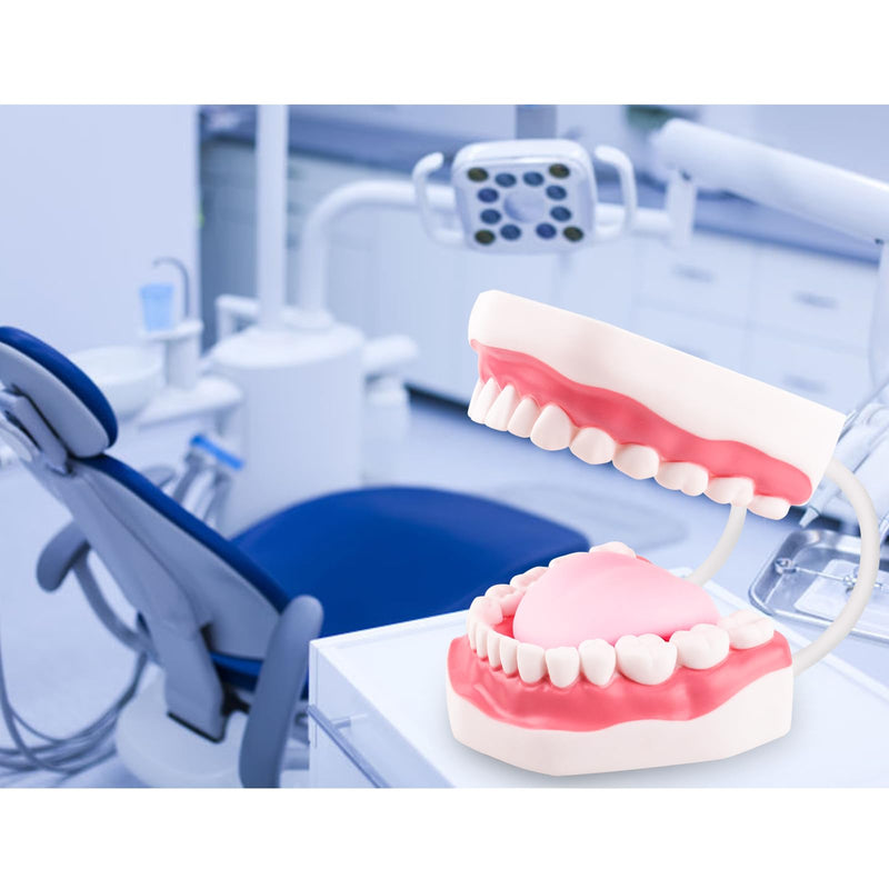 Ultrassist Mouth Model White Hinge for Speech Therapy, Ideal Brushing Teaching Dental Teeth Model for Kids and Children, 6 Times Enlarge, Includes Toothbrush - BeesActive Australia