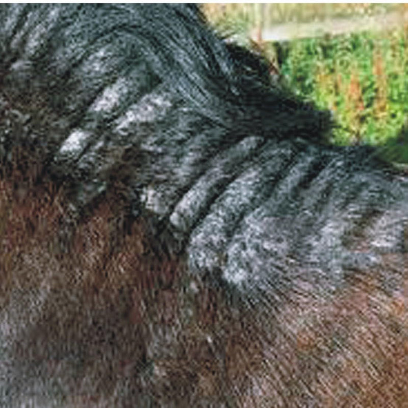 Farriers Stop Itch Benzyl Benzoate Lotion for Sweet Itch for horses (500 ml)