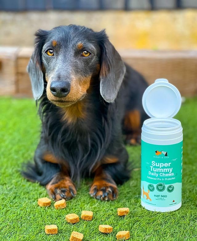 Buddy & Lola Probiotics For Dogs - Daily Dog Probiotic Chews For Digestive Health - Beneficial Prebiotics, Probiotics & Fibre For Better Gut, Firm Stools, Less itching - Plant Based Chews For Dogs 60 Soft Chews (1 Tub)