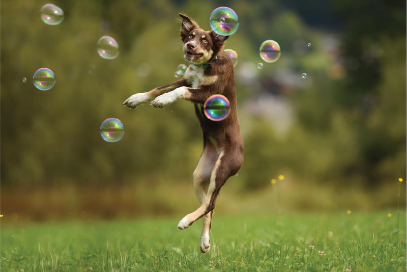 Barkin’ Good Bubbles, Dog Toy, 9.5 fl oz Natural Plant-Based Chicken-Scented Bubble Solution, Great for Indoor & Outdoor Play, Blue