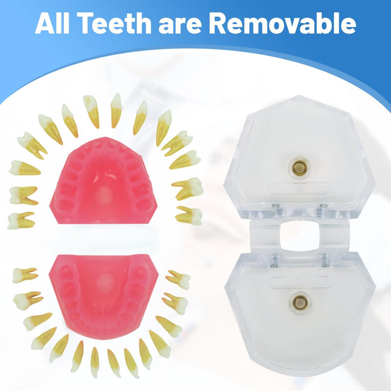 Dental Demonstration Teeth Model with All Removable Teeth, Standard Study Teaching Dental Model Teeth Education and Demo Typodonts Model Ideal for Dental Professionals and Students - BeesActive Australia