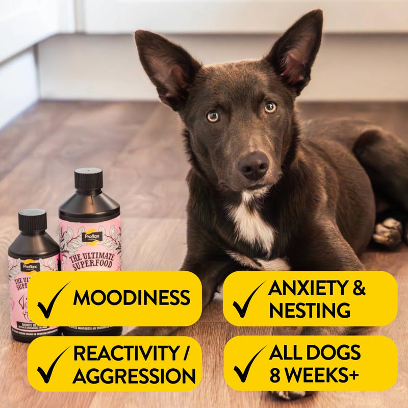 Proflax Moody Bitch Hormone Balance Support for Female Dogs – Seasonal, Phantom Pregnancy & Emotional Care - 500ml