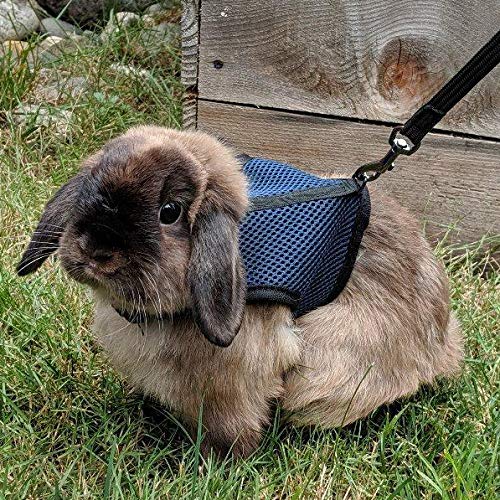 Pettom Bunny Rabbit Harness with Stretchy Leash Cute Adjustable Buckle Breathable Mesh Vest for Kitten Small Pets Walking (L(Chest:10.6-13.3 in), Blue) L(Chest:10.6-13.3 in) - BeesActive Australia