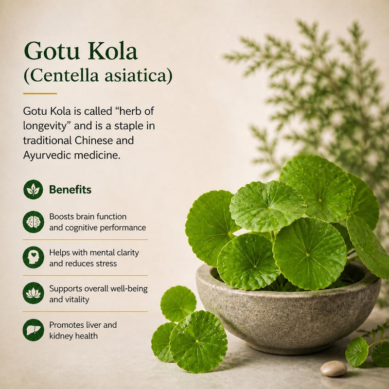 Brain Health Nootropic Supplement Lion's Mane 200mg Gotu Kola 200mg Choline 80mg Beetroots 100mg Skullcap 400mg for Memory Focus Nootropic & Brain Fog