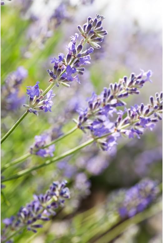 Weleda Lavender Oil, 3.4 fl oz (100 ml), Relaxing Time, Whole Body Treatment Oil, Elegant Lavender Scent, Naturally Derived Ingredients, Organic - BeesActive Australia