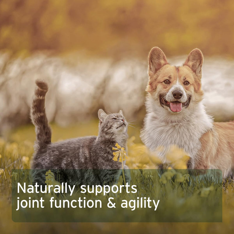 AniForte Devil's Claw Joint Powder for Dogs & Cats 500g - Natural joint supplement to support joint, tendons & ligaments, for mobility & joint function, Pure Devil's Claw Powder