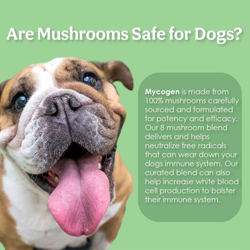 Mycogen Soft Chew for Dogs - 8 Species Mushroom Blend for Critical Immune System Support- Turkey Tail, Reishi, Shiitake, Cordyceps, Black Tree Fungus-120 Tasty Soft Chews 2-Pack 120 chews