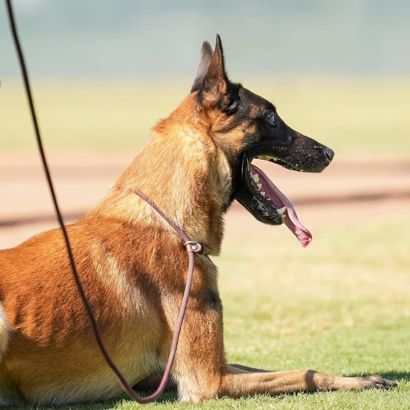 BTINESFUL Slip Lead Dog Leash, Strong Nylon Rope , 1/4 & 1/2 inch Diam Dog Training Lead for Small Medium Large Dogs (1/4" * 7 FT, Black) 1/4" * 7 FT - BeesActive Australia