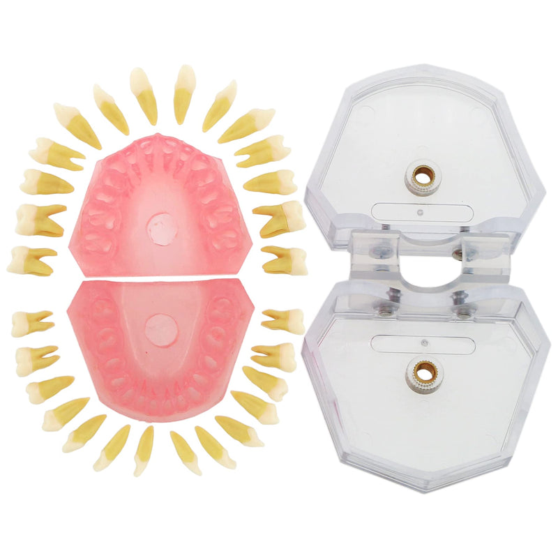 Dental Demonstration Teeth Model - Standard Study Teaching Dental Mode with All Removable Teeth #4004 Silica Gel Material Soft and Bendable Teeth Typodonts - BeesActive Australia