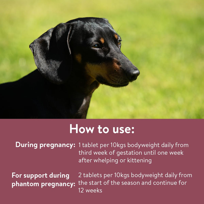 Dorwest Raspberry Leaf Tablets for Dogs And Cats, 500 Tablets, Pregnancy Support For Pets – For Natural Hormonal Balance and Phantom Pregnancies