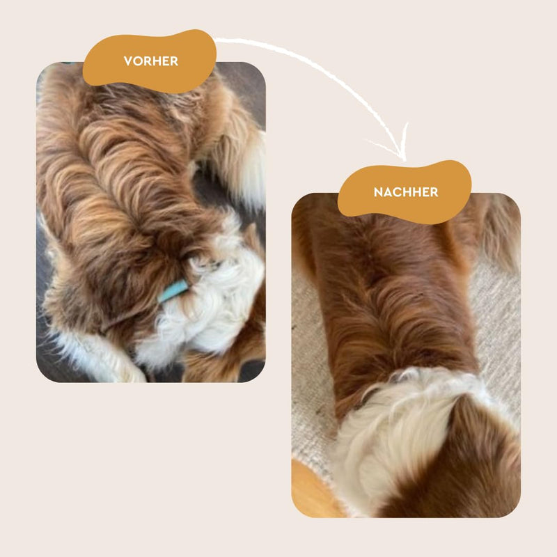 heybruno dog dry shampoo against odor | foam | without rinsing | Long hair & all lengths | Grooming care dermatologically tested - BeesActive Australia