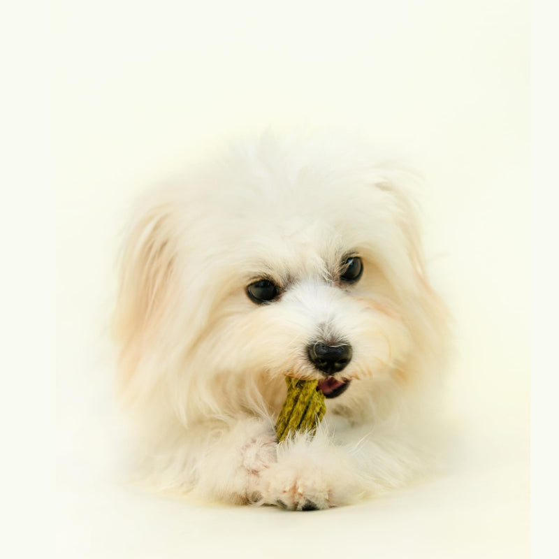 Notti Dental Chews for Small Breed Dogs – Plaque & Tartar Control Dental Sticks, Teeth Cleaning Oral Care Treats, Fresh Breath & Healthy Gums – Duck, Spinach & Broccoli