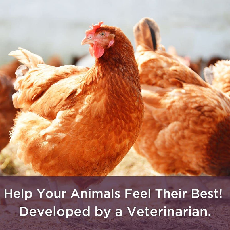 Dr. Connie's Probiotic + Electrolyte for Farm Animals | Supplement to Support A Healthy Gut | Veterinarian Formulated - BeesActive Australia