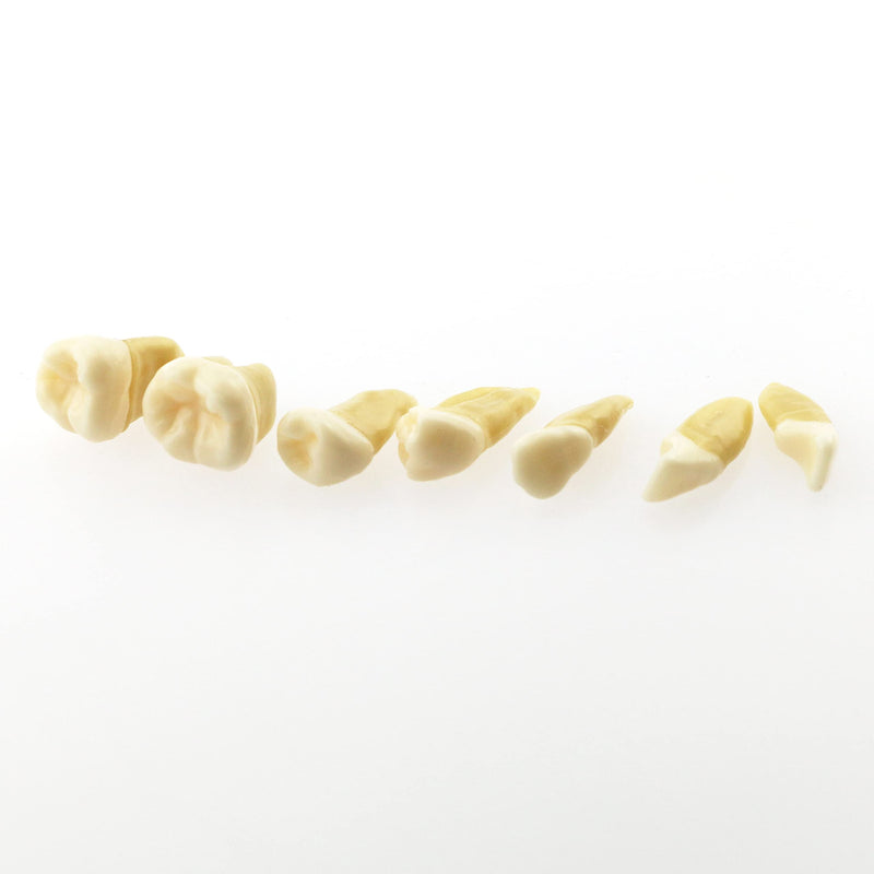 Dental Demonstration Teeth Model - Standard Study Teaching Dental Mode with All Removable Teeth #4004 Silica Gel Material Soft and Bendable Teeth Typodonts - BeesActive Australia