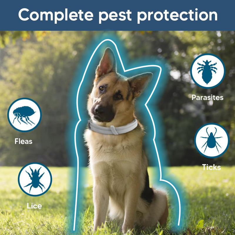 Dog Flea and Tick Collars, Natural Flea Repellent for Dogs, Tick Collars for Dogs, Dog Flea Collars, 8 Months Prevention, Suitable for Large Dogs, Medium Dogs, Small dogs-2P - BeesActive Australia
