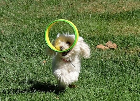 Replacement Dog Exerciser Rings for 100-ft. Flying Ring Launcher | Replacement Rings Only (Launcher Not Included) | Set of 6 - BeesActive Australia