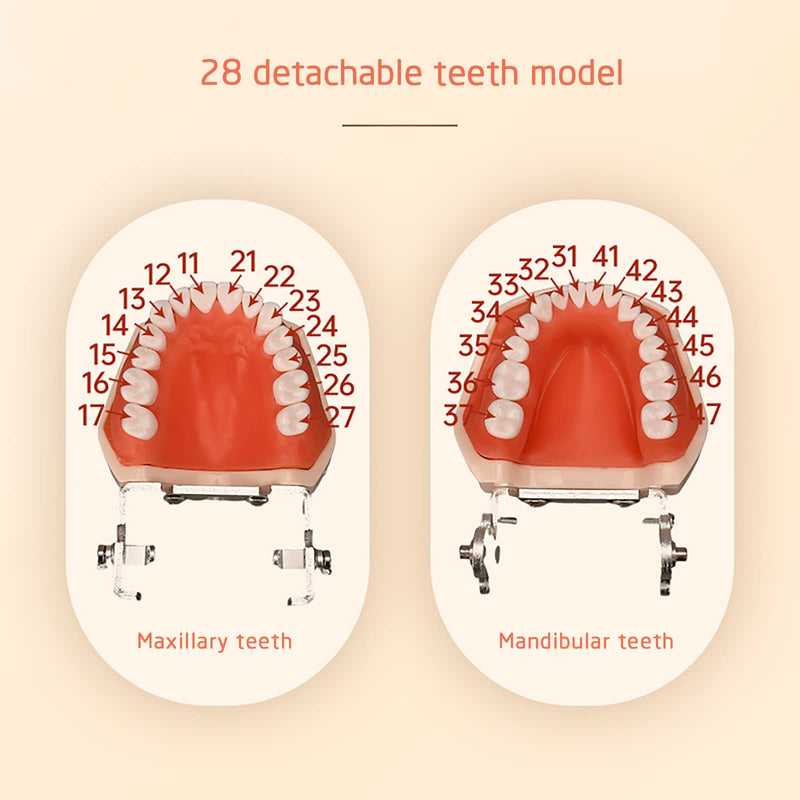 TM-021 Dental Typodont Teeth Model Completely Detachable Teaching Study Tools Typodont Articulated Anatomy Teeth Model 28 Removable Teeth, with a Small Screwdriver TM-021(28 removable teeth) - BeesActive Australia