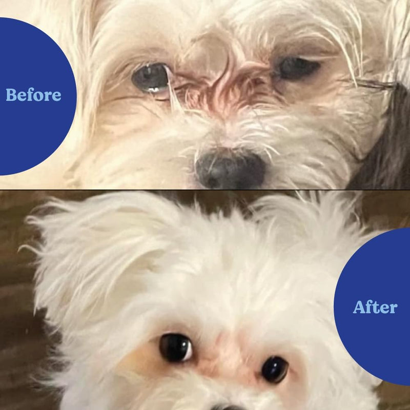 Angels’ Eyes Natural Tear Stain Prevention Soft Chews for Dogs | Chicken Flavor| For All Breeds | No Wheat No Corn | Daily Supplement | Proprietary Formula 120 count - BeesActive Australia