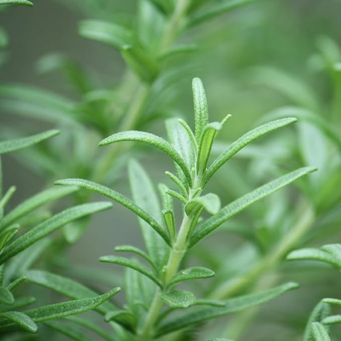 Rosemary Cineol 10ml Incent Essential Oil Essential Oil -  Australia