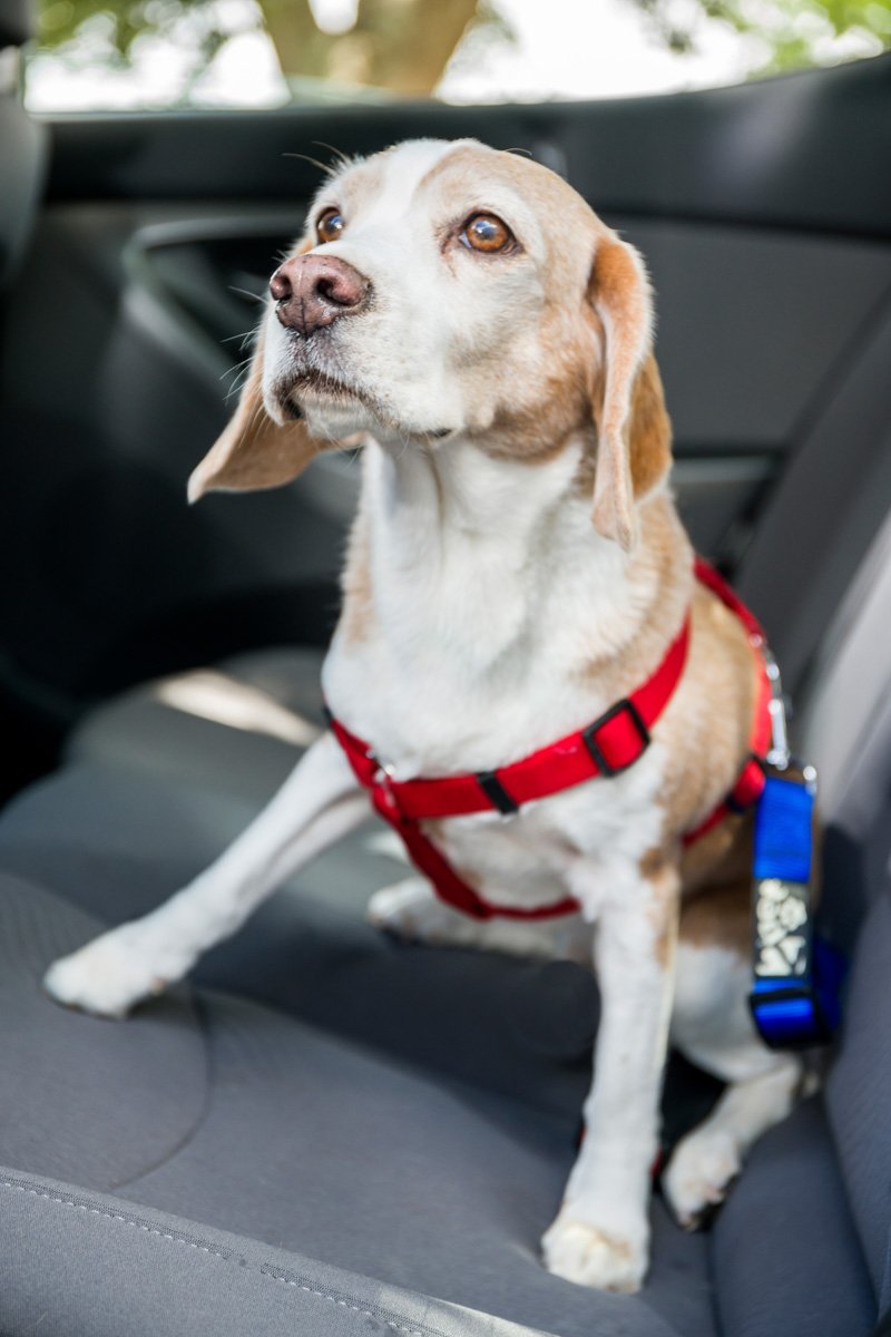 2PET Dog Seat Belt Strap Adjustable - Dog Car Seatbelt for All Dog Breeds & Sizes - Fits Seatbelt Latches of most Car Makes Buckles- 21" to 32" Dog Seatbelt – Rawhide Red, Pack of 2 - BeesActive Australia