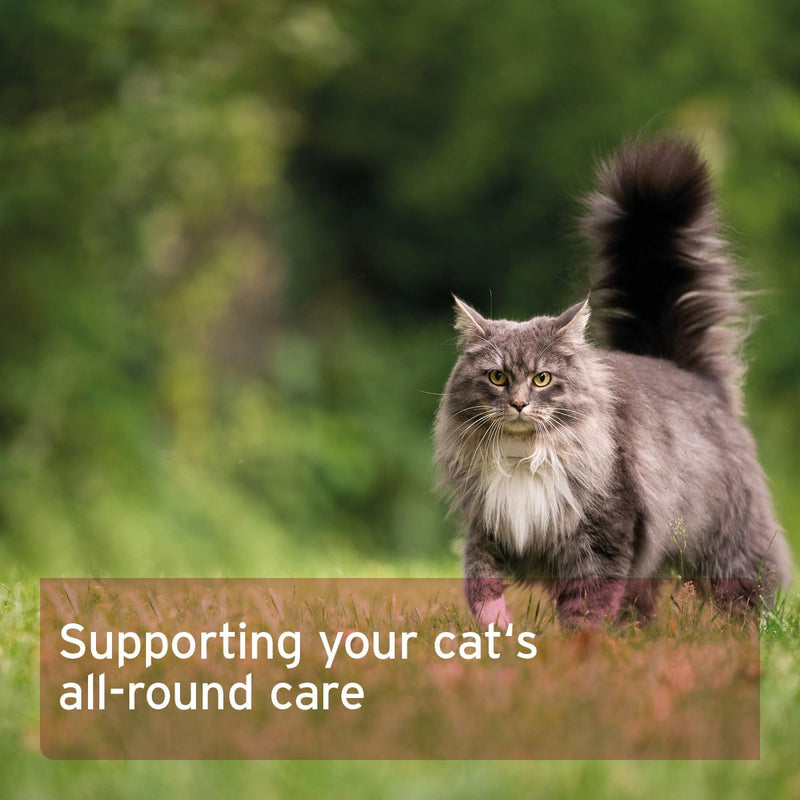 AniForte 4in1 Complete Cat 60 g – Complete Care for Cats, Rich in Antioxidants, Vitamins, Minerals, Powder with Taurine, Collagen for Joints, Nervous System, Immune System, Gastrointestinal Support