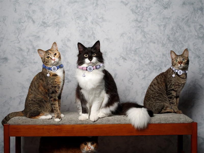Cat Collar with Pet ID Tag,Breakaway Cat Collar with QR Code,Cat Collar with QR Code Tag, Cat Collar with Bell and QR,Pet Online Profile-Scan QR Receive Instant Pet Location Alert Email (Pink) Pink - BeesActive Australia