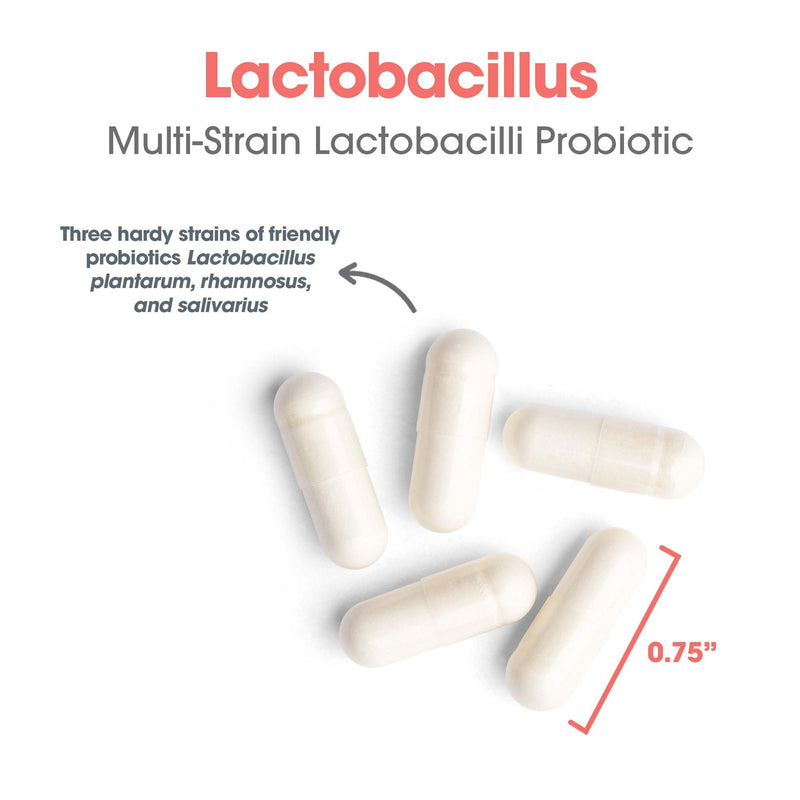 ARG Lactobacillus Multi-Strain Probiotic, 100 Capsules | Multi-Strain Probiotic Capsule for Gut and Digestive Health, Dairy Free, Gluten Free, Vegetarian Formula