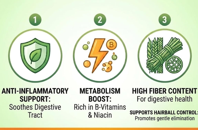 Cat Grass Grow Kit for Indoor Cats – Organic – Easy Grow Fresh Pet Grass – Supports Digestion & Natural Hairball Control – Non - Toxic – Pack (1) | Rich in natural chlorophyll - High natural fiber content - Plant nutrients source - Indoor cat enrichmen...