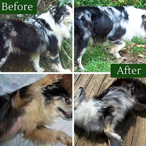 Davis TheraCoat for Pets - PawsPlanet Australia