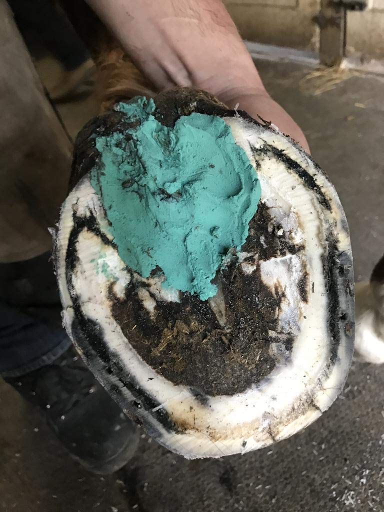 *New Heat Resistant Formula* Horse Hoof Thrush Treatment Clay and White Line Equine Care: Effective on Horses, Cows, Goats, Sheep, Pigs and All Hooved Animals-7lb Bucket 25 oz - BeesActive Australia