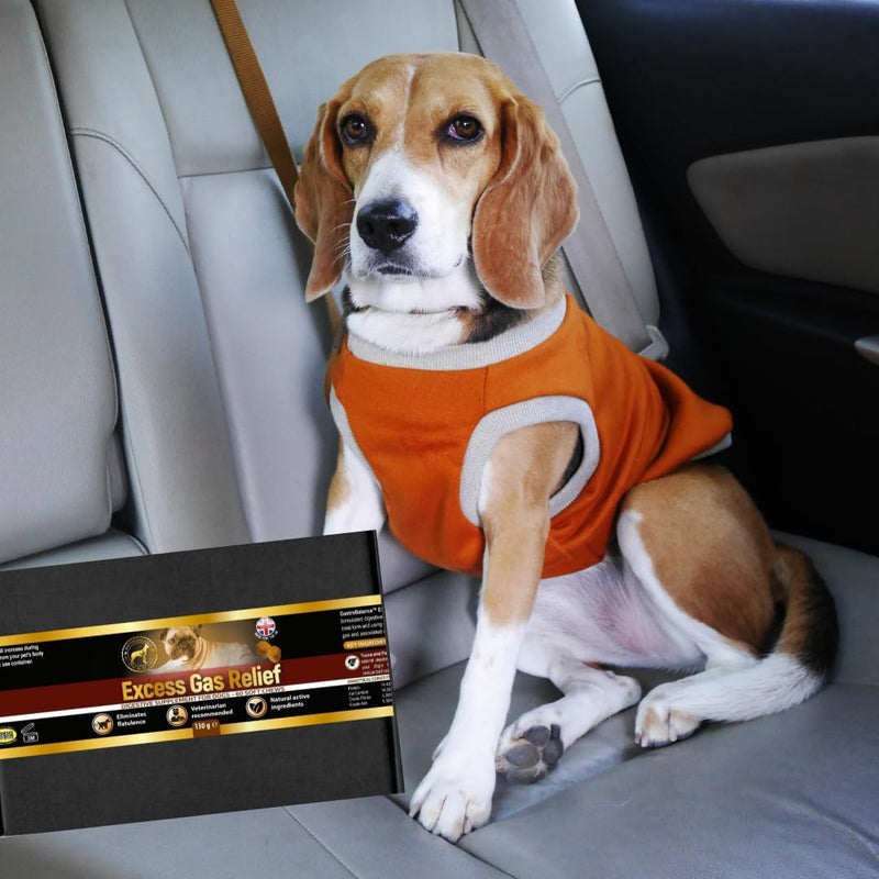 flatulence relief for dogs natural remedy to cure dog wind farts (Bacon flavour) Bacon flavour