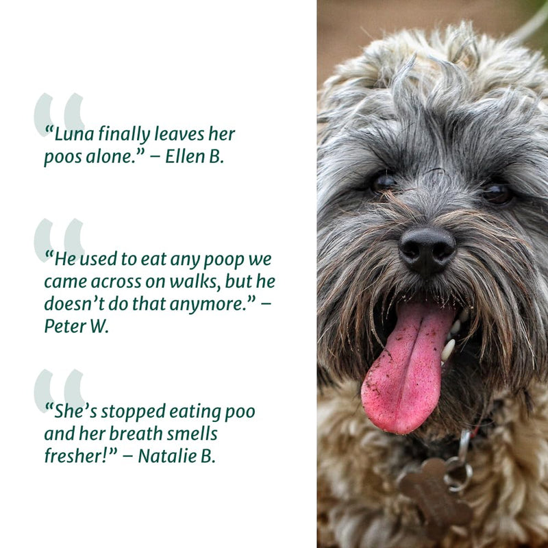 DogSuppy No Poo Eating Chews for Dogs – Helps Stop Dog Eating Poo, Supports Gut Health & Digestion, Fresher Breath, 100% Natural Ingredients, Coprophagia, Stool Eating Deterrent, Fish Flavour